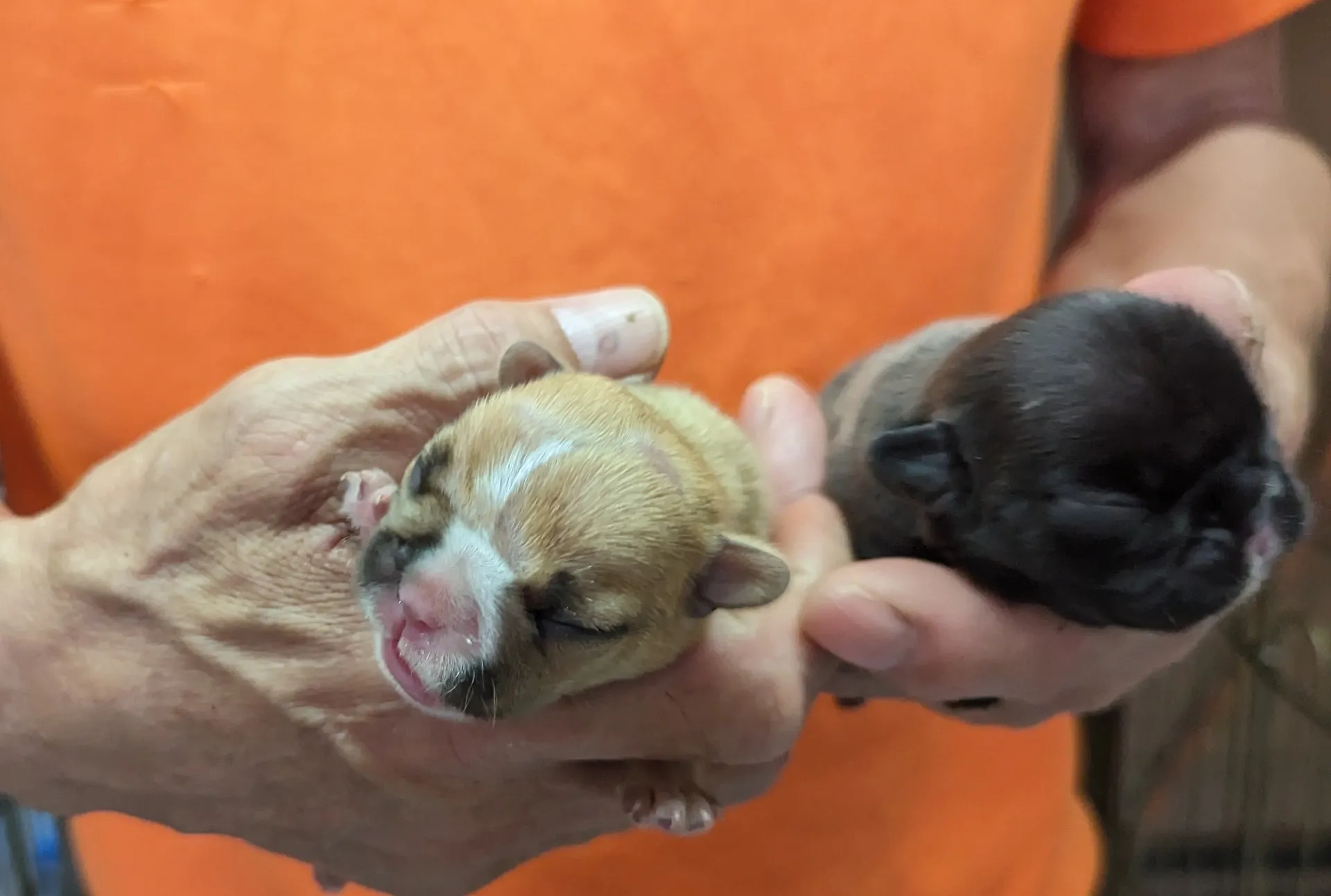 フレンチブルドック